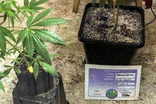 オランダ下院、大麻栽培の全面合法化法案を可決 オランダ下院、大麻栽培の全面合法化法案を可決