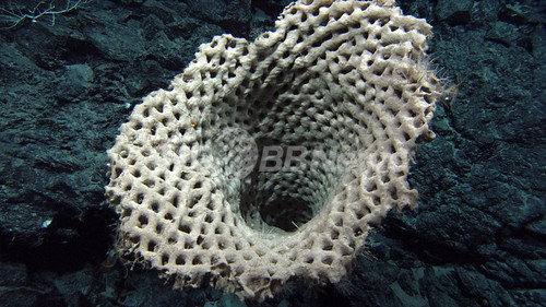 豪タスマニア島沖で新種の海洋生物、米豪調査チーム 豪タスマニア島沖で新種の海洋生物、米豪調査チーム