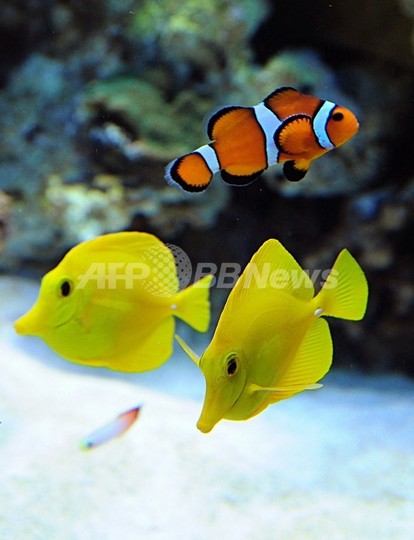 魚は話す、ニュージーランドの科学者が発表 魚は話す、ニュージーランドの科学者が発表