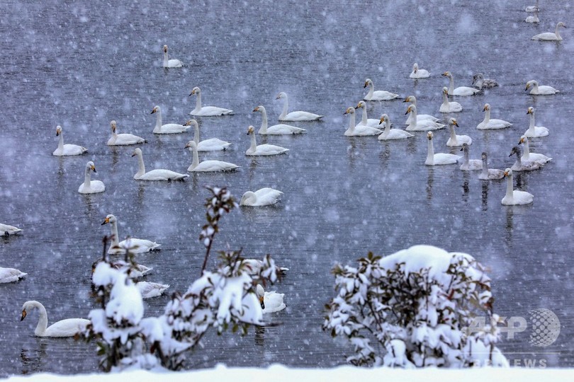 雪の中を滑らかに泳ぐ、幻想的な白鳥 中国 雪の中を滑らかに泳ぐ、幻想的な白鳥 中国