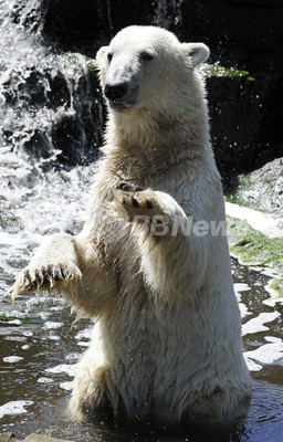 あの人気者「クヌート」も・・・独動物園のシロクマ7割超に精神疾患 あの人気者「クヌート」も・・・独動物園のシロクマ7割超に精神疾患