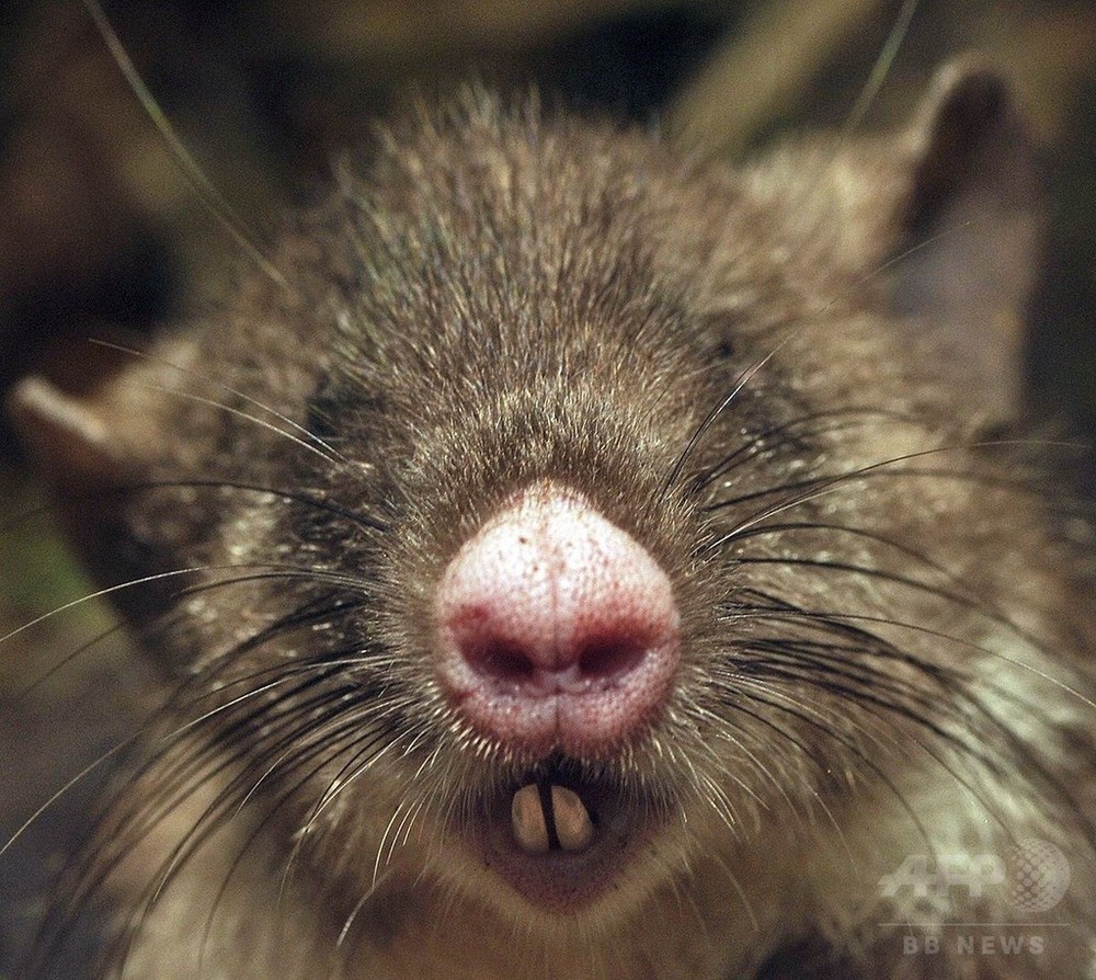 「ブタ鼻」の新種ネズミ、インドネシアで発見 写真3枚 国際ニュース：AFPBB News