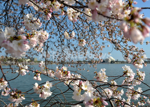 寄贈100年、米ワシントンの桜こそ日本の「ソフトパワー」 寄贈100年、米ワシントンの桜こそ日本の「ソフトパワー」