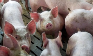 ゲノム編集のブタ、PRRSウイルスに抵抗性か 研究 ゲノム編集のブタ、PRRSウイルスに抵抗性か 研究
