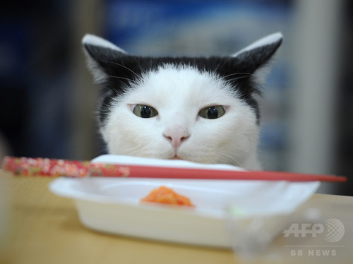 動画:オフィスに「猫同伴通勤」、ニャンとも癒やされるIT会社 東京 動画:オフィスに「猫同伴通勤」、ニャンとも癒やされるIT会社 東京