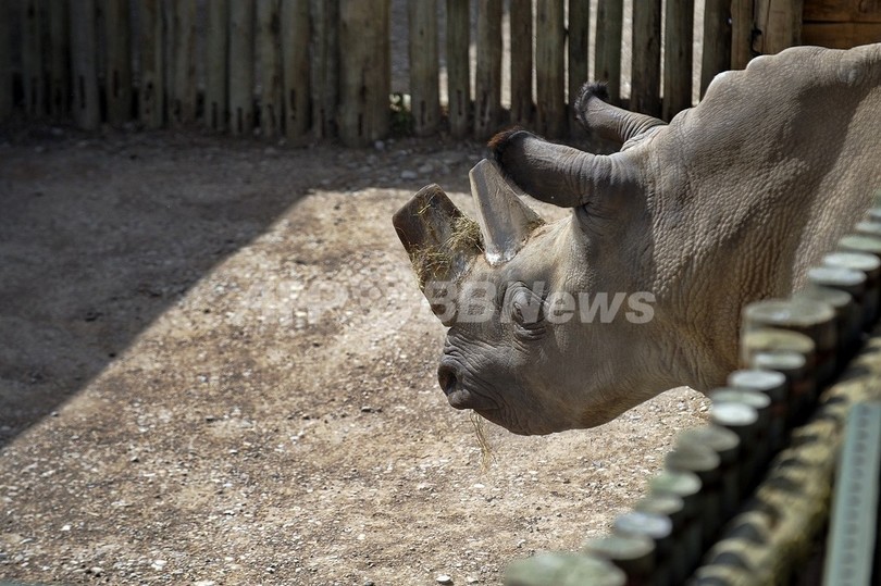 希少なシロサイの角を切断、ケニアの密猟者対策 希少なシロサイの角を切断、ケニアの密猟者対策