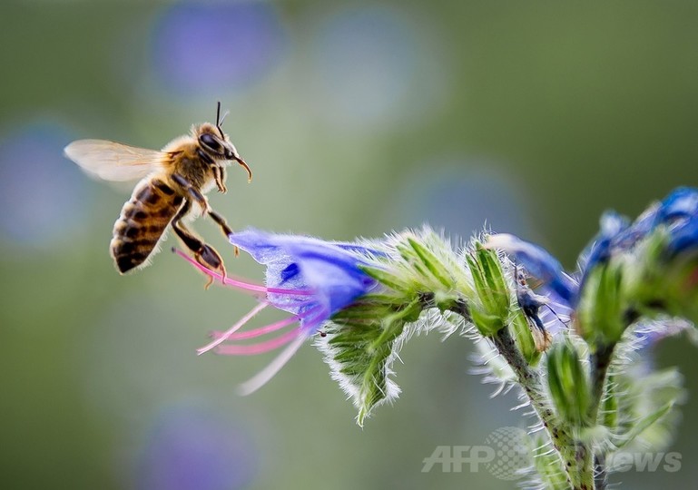 ネオニコチノイド系殺虫剤、鳥の個体数減少にも関連か 英研究 ネオニコチノイド系殺虫剤、鳥の個体数減少にも関連か 英研究