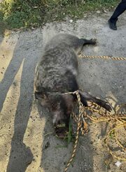 「120kg」イノシシがマンションに出没…韓国・住民ら2人けが