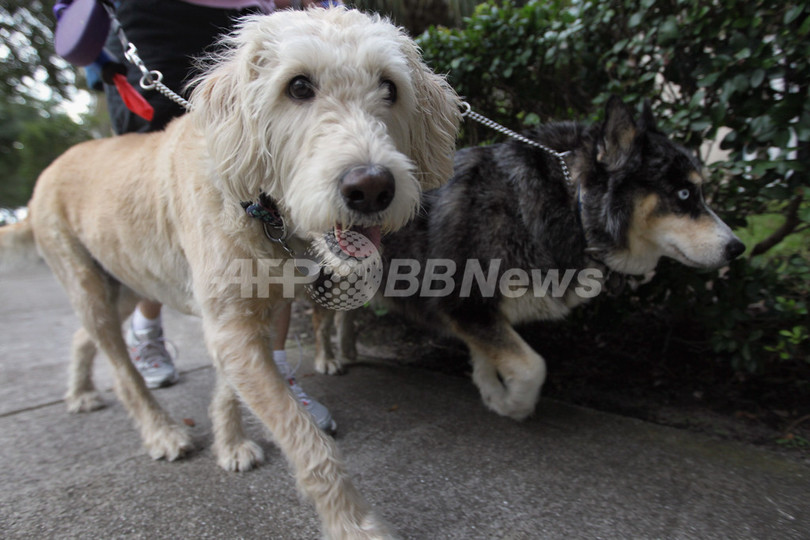 犬のふん集めたら金塊に化けるかも?台湾の清掃キャンペーンが大当たり 犬のふん集めたら金塊に化けるかも?台湾の清掃キャンペーンが大当たり
