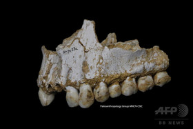 ネアンデルタール人はもっとたくさんいた? 新たなDNA解析手法で新説 ネアンデルタール人はもっとたくさんいた? 新たなDNA解析手法で新説