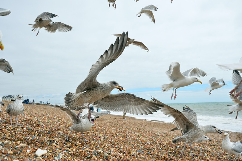 海鳥のプラスチック片体内摂取、2050年までに99% 研究 海鳥のプラスチック片体内摂取、2050年までに99% 研究