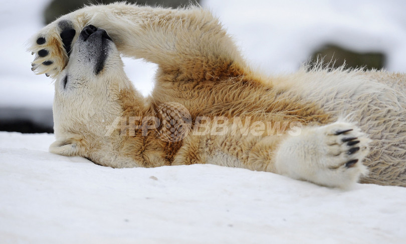 クヌート、死因は脳の損傷か ベルリン動物園 クヌート、死因は脳の損傷か ベルリン動物園