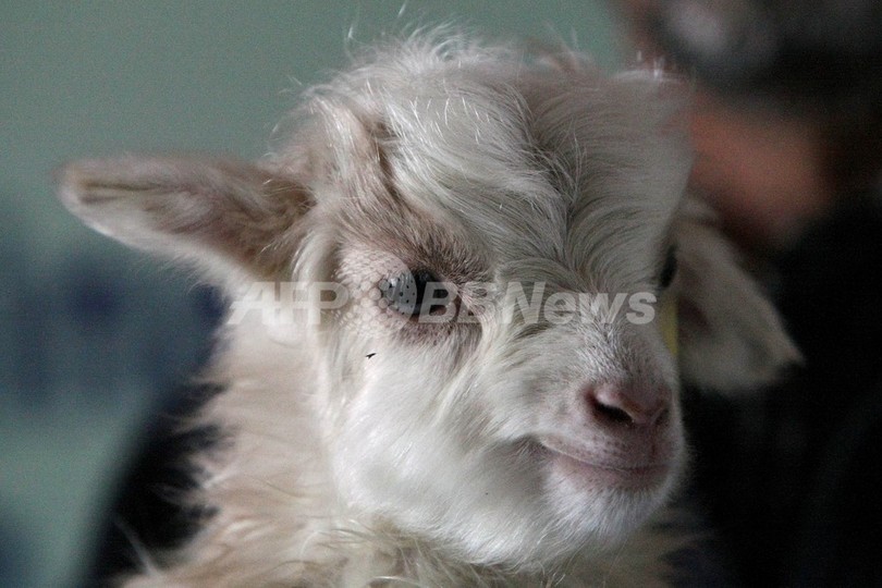 パシュミナ種のヤギ2万5千頭が餓死、供給滞る恐れ インド パシュミナ種のヤギ2万5千頭が餓死、供給滞る恐れ インド