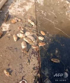 大連の養殖ナマコ大量死 連日の猛暑で、損失額約1000億円 大連の養殖ナマコ大量死 連日の猛暑で、損失額約1000億円