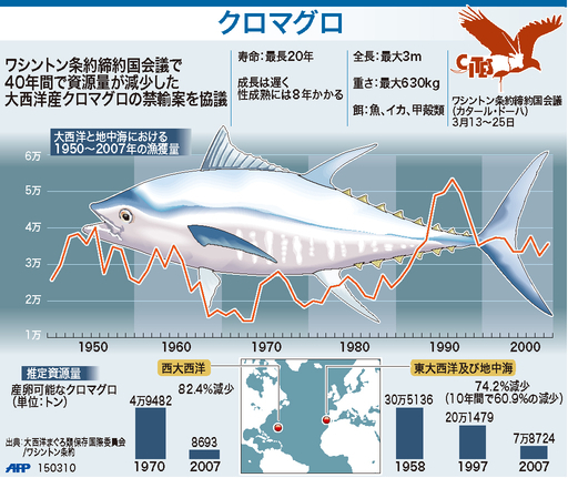 【図解】クロマグロ