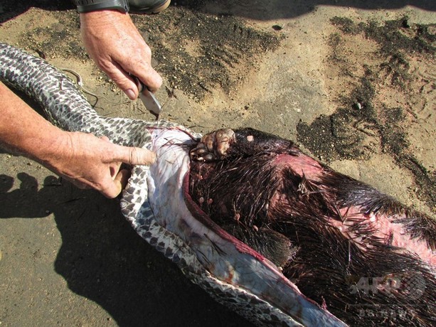 ニシキヘビ,ヤマアラシをのみこんで死ぬ 南ア