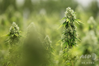 10月に大麻解禁のカナダ、軍が厳しい使用制限令を発令 10月に大麻解禁のカナダ、軍が厳しい使用制限令を発令