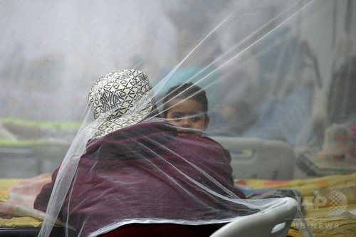 ジカウイルス感染妊婦の出生異常リスク、100人に1人 研究 ジカウイルス感染妊婦の出生異常リスク、100人に1人 研究
