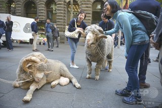 豪で中国向け最高級ウールの盗難多発、低品質なものへすり替え 豪で中国向け最高級ウールの盗難多発、低品質なものへすり替え