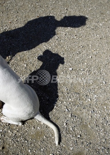 殺処分を命じられたイヌを救出、飼い主に有罪判決 殺処分を命じられたイヌを救出、飼い主に有罪判決