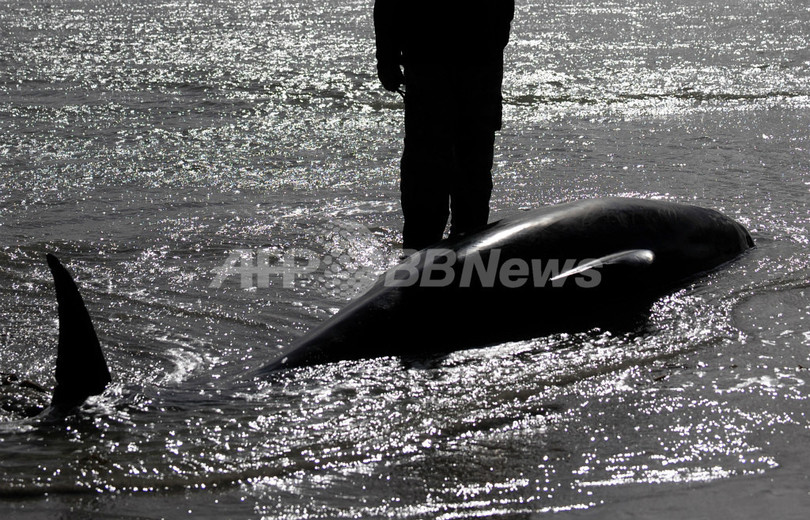 フロリダ州でクジラ22頭が座礁、週末に北米地域で3例 フロリダ州でクジラ22頭が座礁、週末に北米地域で3例