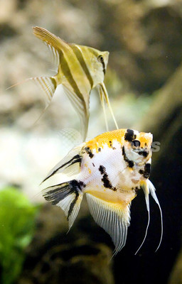 内気な魚は相手の勇敢さを引き出す、英研究 内気な魚は相手の勇敢さを引き出す、英研究