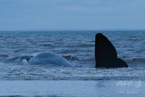 欧州でまたマッコウクジラ打ち上げられる 英、2週間で29頭目 欧州でまたマッコウクジラ打ち上げられる 英、2週間で29頭目