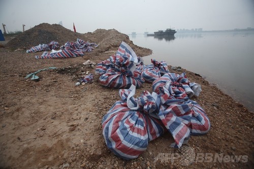 ブタの死骸が再び川に、中国 ブタの死骸が再び川に、中国