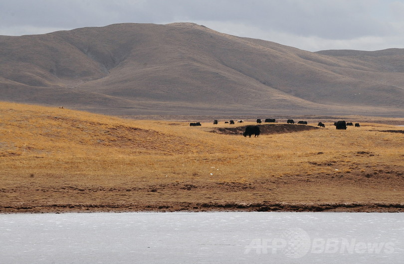 黄河上流にブタ死骸170匹超、中国 黄河上流にブタ死骸170匹超、中国