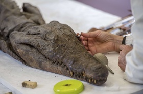 ワニのミイラの修復作業、仏ルーブル分館