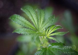 てんかん発作約4割削減、大麻由来成分で 研究 てんかん発作約4割削減、大麻由来成分で 研究