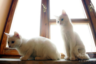 「猫カメラ」で空き巣を逮捕、スウェーデン 「猫カメラ」で空き巣を逮捕、スウェーデン