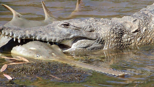絶滅危機のノコギリエイ、ワニになすすべなし 絶滅危機のノコギリエイ、ワニになすすべなし