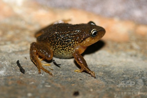 黄色の眉の新種カエル発見 コロンビア 黄色の眉の新種カエル発見 コロンビア