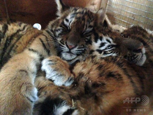 木箱に閉じ込められたシベリアトラの子ども3頭、レバノンで保護 木箱に閉じ込められたシベリアトラの子ども3頭、レバノンで保護