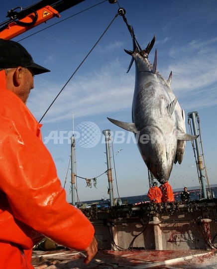 EU、クロマグロ漁獲枠 現状維持か一部削減で合意 EU、クロマグロ漁獲枠 現状維持か一部削減で合意