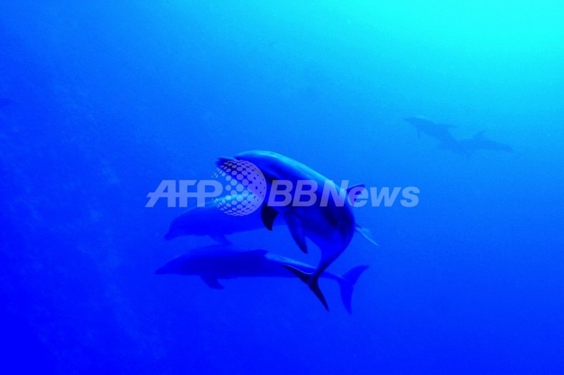 海の中の「騒音」が温暖化で増加、クジラやイルカに悪影響と米研究 海の中の「騒音」が温暖化で増加、クジラやイルカに悪影響と米研究
