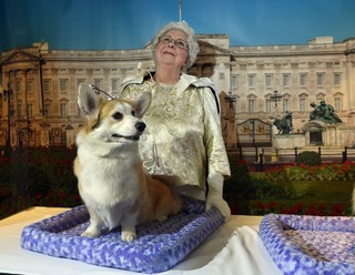 愛すべき英国原産種の犬に絶滅の危機? 愛すべき英国原産種の犬に絶滅の危機?