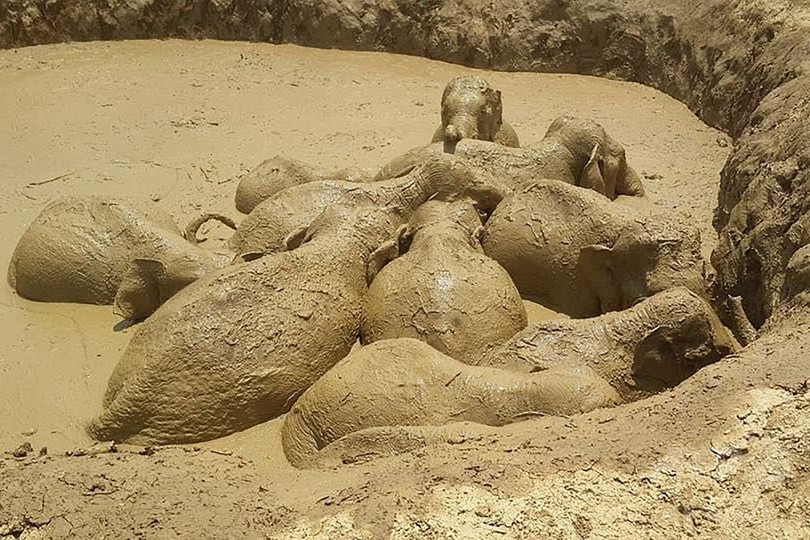 内戦時代の穴から野生のゾウ11頭救出、カンボジア 内戦時代の穴から野生のゾウ11頭救出、カンボジア