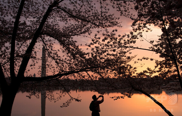 米首都ワシントンで桜が見頃