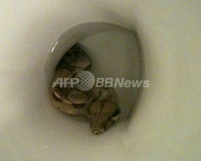 トイレのふたを開けたら大蛇が・・・汚水管に姿消す、ドイツ トイレのふたを開けたら大蛇が・・・汚水管に姿消す、ドイツ