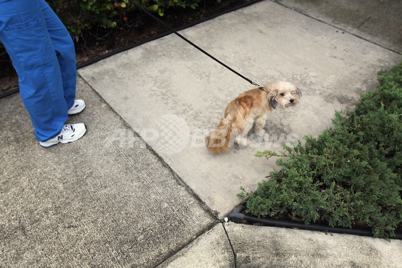 「犬のふんを拾って金塊を当てよう」、台湾・新北市で今年も 「犬のふんを拾って金塊を当てよう」、台湾・新北市で今年も