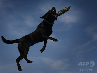 ラブラドルなど一部犬種、遺伝子変異で太りやすく 研究 ラブラドルなど一部犬種、遺伝子変異で太りやすく 研究