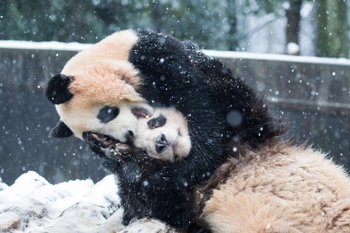 中国の雪の中遊ぶパンダ