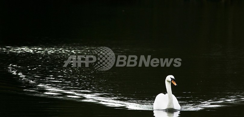 十和田湖のハクチョウ、鳥インフルに感染 十和田湖のハクチョウ、鳥インフルに感染