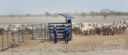 牧畜業者向け新技術、宇宙から牛の体重を監視 豪州