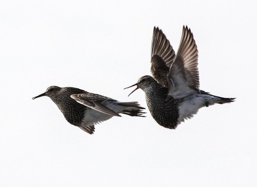 一雄多雌の野鳥、繁殖地を転々と移動 最大1万3000キロ 研究 一雄多雌の野鳥、繁殖地を転々と移動 最大1万3000キロ 研究