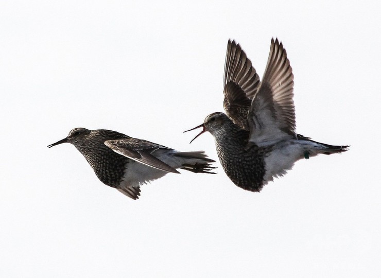 一雄多雌の野鳥、繁殖地を転々と移動 最大1万3000キロ 研究 一雄多雌の野鳥、繁殖地を転々と移動 最大1万3000キロ 研究