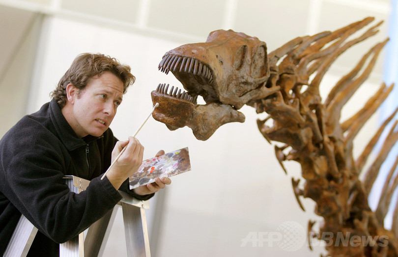 3億年前の「陸生草食動物の最古の祖先」の化石を発見、国際研究 3億年前の「陸生草食動物の最古の祖先」の化石を発見、国際研究