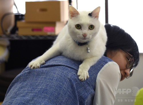 動画:オフィスに「猫同伴通勤」、ニャンとも癒やされるIT会社 東京 動画:オフィスに「猫同伴通勤」、ニャンとも癒やされるIT会社 東京